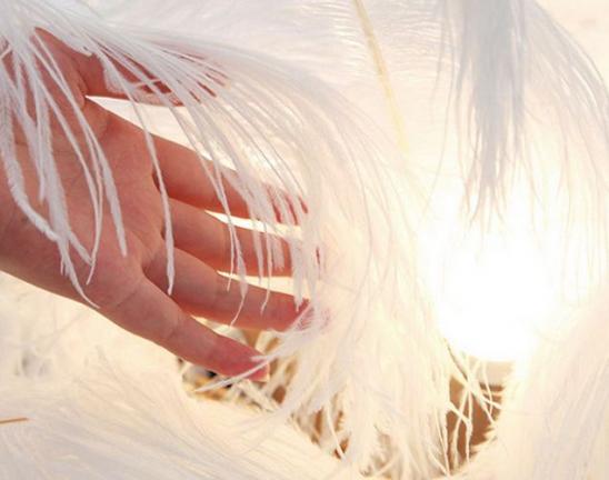 Dodatak za dom - Puhasto drevo visoko, gosto perje